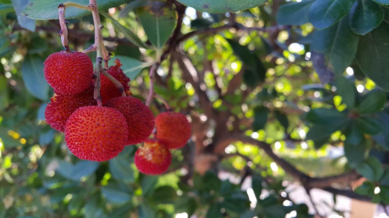 Willa El Jardin De La Abuela Grenada Zewnętrze zdjęcie
